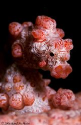 The Bar Tender. Lembeh Straits.
D2x 105mm, 2xteleconverter by Rand Mcmeins 